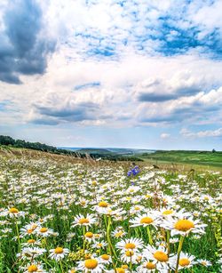 Scenic view of flowering plants on field against sky