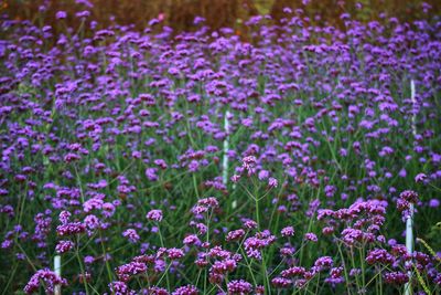 Close-up of purple flowering plants on field