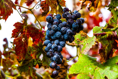 Close up of bunches of grapes in autumn in castegnero, vicenza, veneto, italy