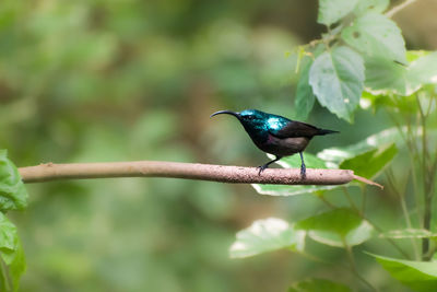 Bird perching on a branch