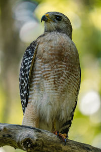 Red shouldered hawk