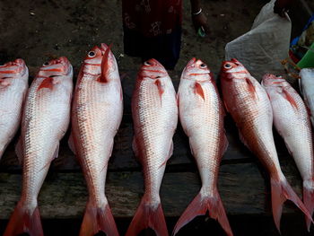 Close-up of fish for sale in market