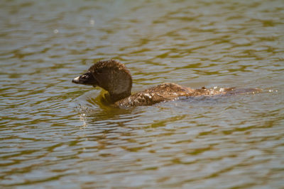 Duck swimming in lake