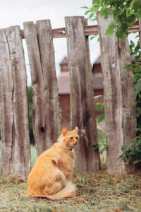 View of a dog looking away