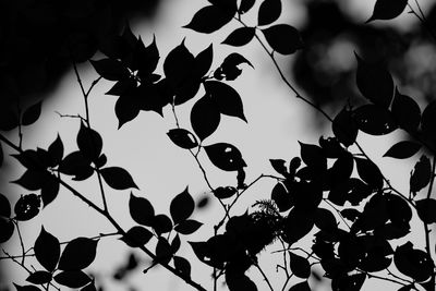 Low angle view of leaves