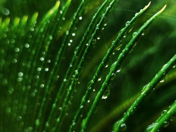 Full frame shot of wet plant during rainy season