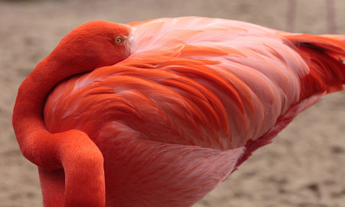 Close-up of flamingo