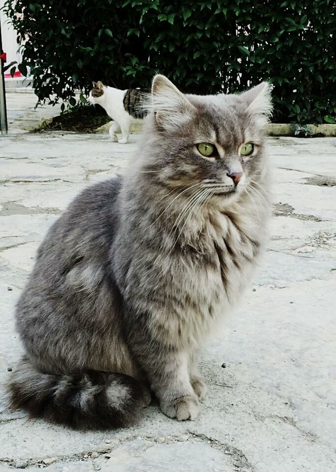 domestic cat, cat, feline, animal themes, one animal, mammal, domestic animals, pets, whisker, looking at camera, portrait, sitting, relaxation, outdoors, full length, day, front view, close-up, alertness