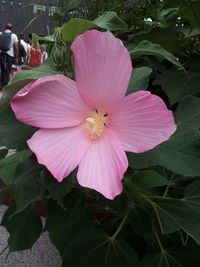 Close-up of pink flower