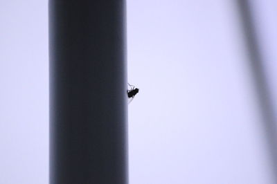 Low angle view of silhouette bird perching on tree