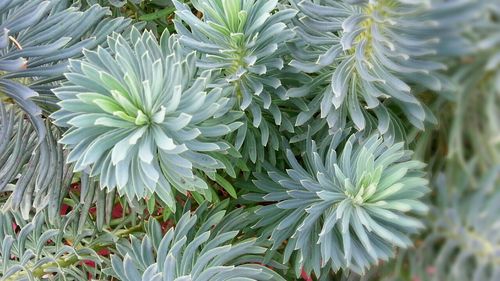 Close-up of plant