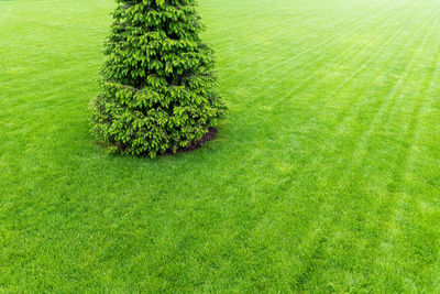 Green plant growing in field