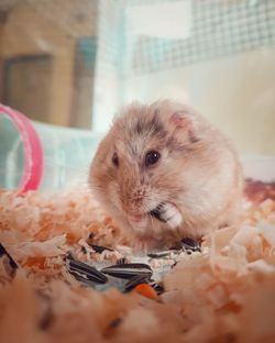 Portrait of rabbit eating food