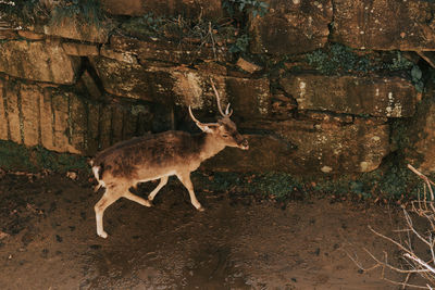 High angle view of deer