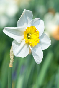 Close-up of white flowering plant