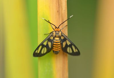 Close-up of butterfly on leaf