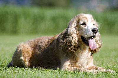 Close-up of dog sitting on grass