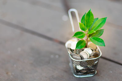 High angle view of potted plant on table