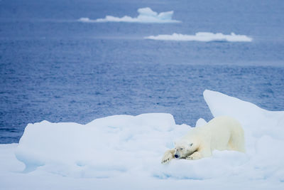Polar bear on glacier in sea