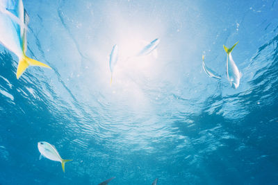 Sunburst photo of the surface in the ocean with fish