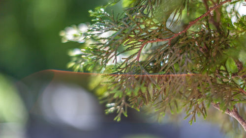 Close-up of pine tree