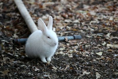 Close-up of rabbit