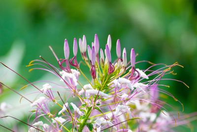 Close-up of pink flowering plant