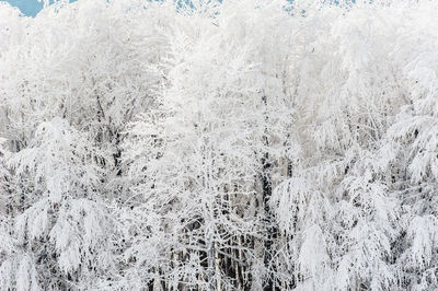Close-up of snow on field