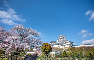 Cherry blossom tree by building against blue sky