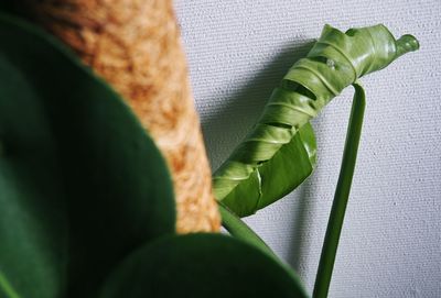 Close-up of plant at home