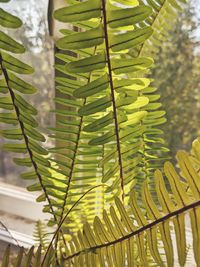 Close-up of palm leaves