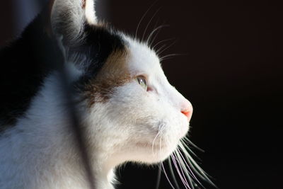 Close-up of cat looking away