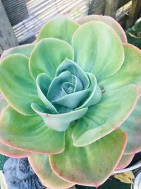 Close-up of succulent plant