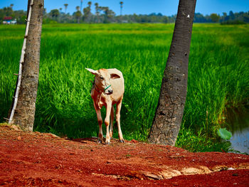 Dog on field against trees