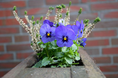 Close-up of purple flower pot against wall