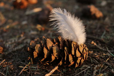 Close-up of feather on field