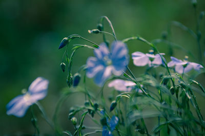 Close-up of purple flowering plant