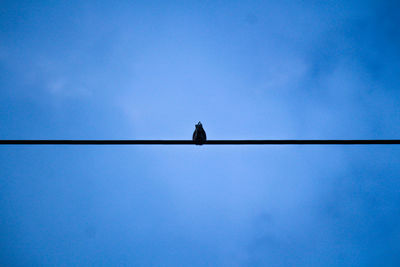 Low angle view of bird perching on cable