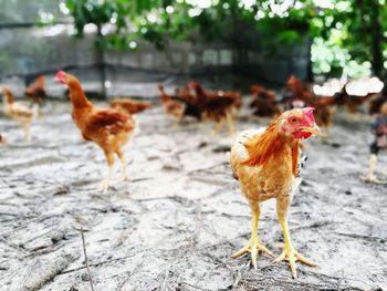 Close-up of rooster on field