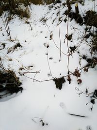 Close-up of snow on field during winter