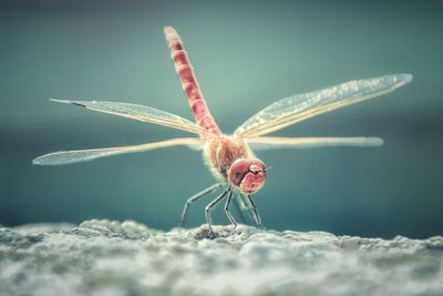 Close-up of insect