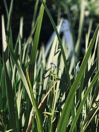 Close-up of insect on grass