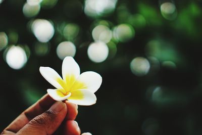 Close-up of hand holding frangipani