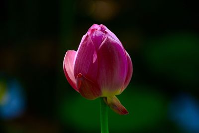 Close-up of pink tulip blooming outdoors