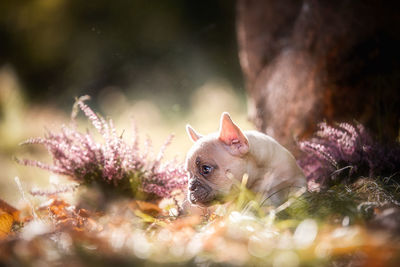 Close-up of a dog in the field