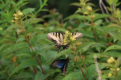 Butterfly on flower