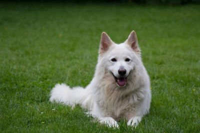 Portrait of white shepherd relaxing on grassy field