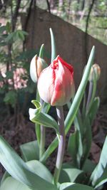 Close-up of pink flower