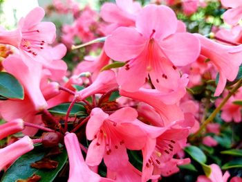 Close-up of pink flowers