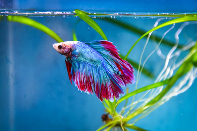 Close-up of fish swimming underwater